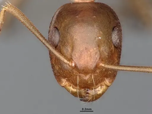 Camponotus snellingi - MEM290579