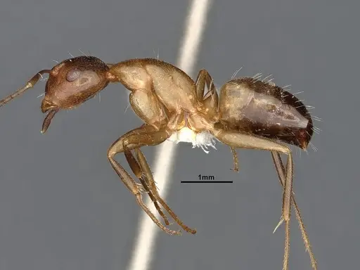 Camponotus snellingi - MEM290579