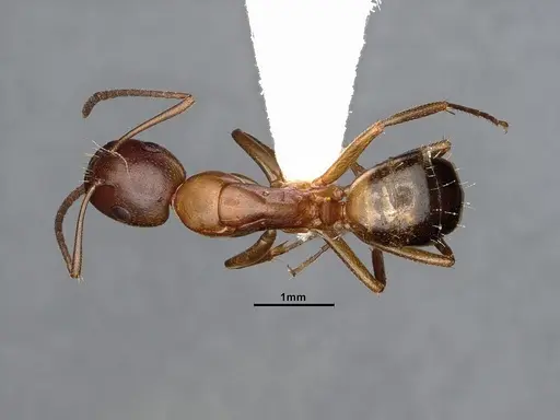 Camponotus snellingi - MEM290582