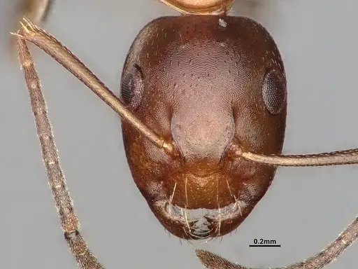 Camponotus snellingi - MEM290582