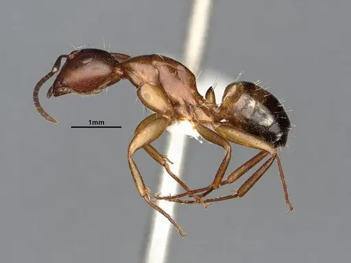 Camponotus snellingi - MEM290582