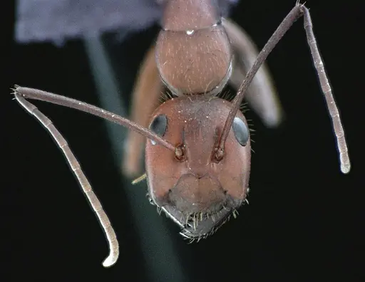 Camponotus socius specimen
