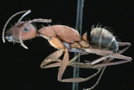 Camponotus socius specimen