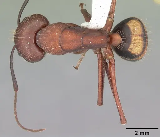 Camponotus socius - CASENT0103711