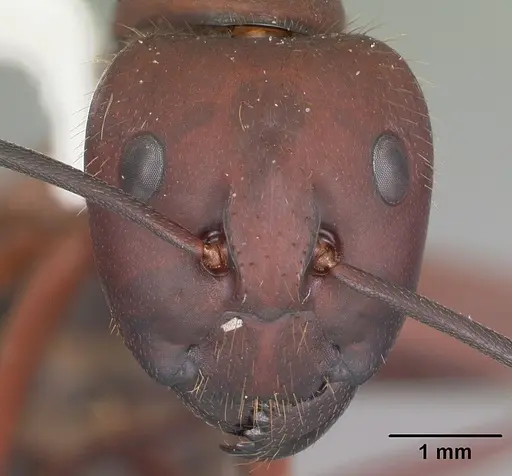 Camponotus socius - CASENT0103711