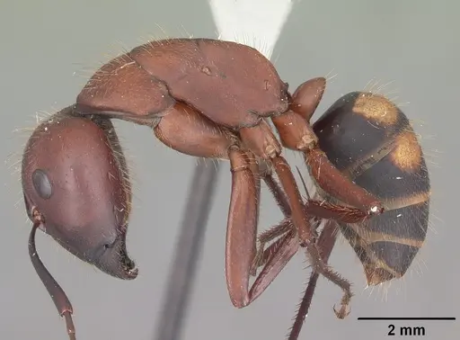 Camponotus socius - CASENT0103711