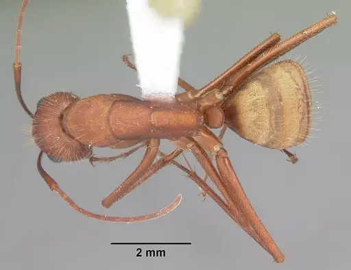 Camponotus socius - CASENT0103712