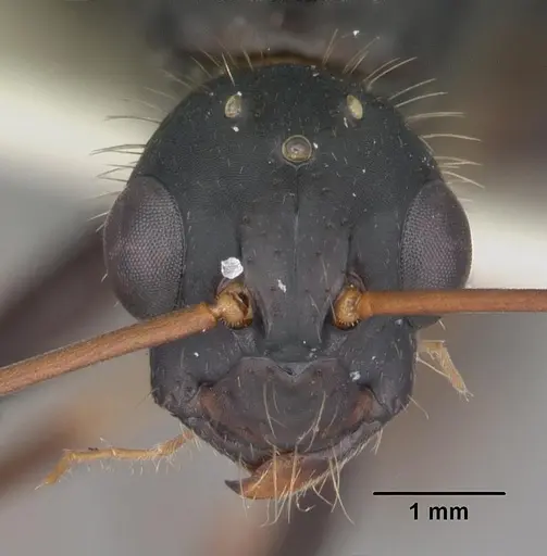 Camponotus socius - CASENT0103714