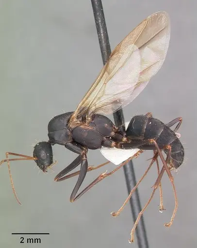 Camponotus socius - CASENT0103714