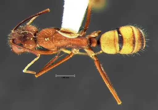 Camponotus socius - CASENT0105678