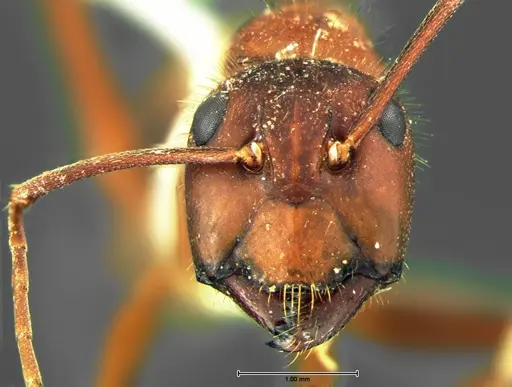 Camponotus socius - CASENT0105678