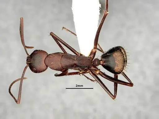 Camponotus socius - CASENT0884310