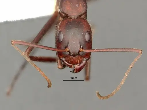 Camponotus socius - CASENT0884310