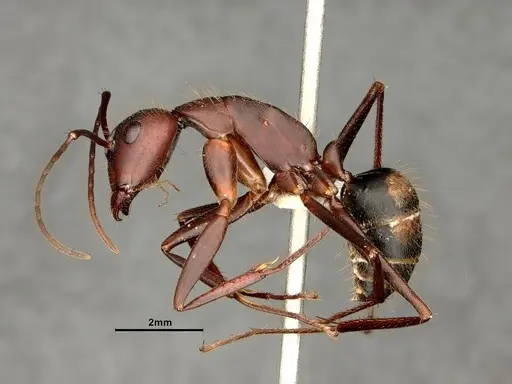 Camponotus socius - CASENT0884310