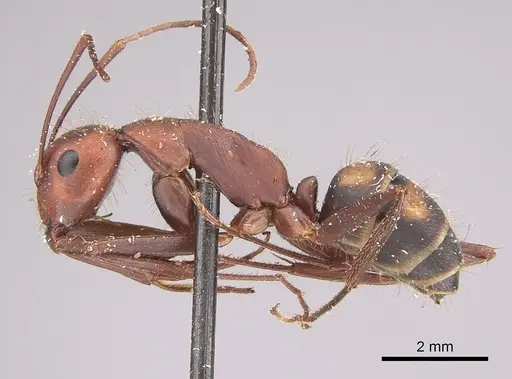 Camponotus socius - CASENT0923551
