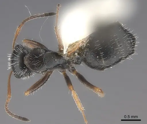 Camponotus socorroensis specimen