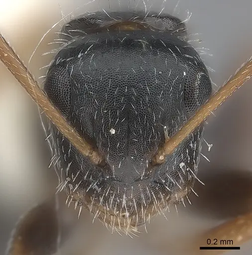 Camponotus socorroensis specimen