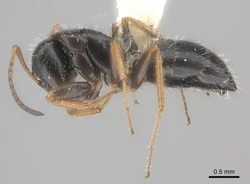 Camponotus socorroensis specimen