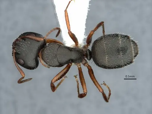 Camponotus socorroensis - CASENT0796848