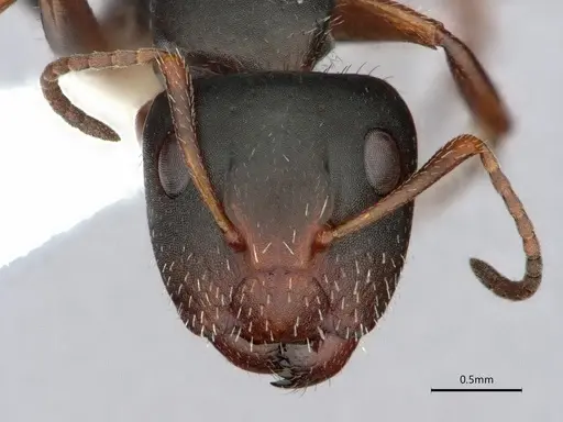 Camponotus socorroensis - CASENT0796848