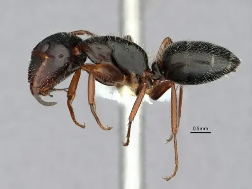 Camponotus socorroensis - CASENT0796848