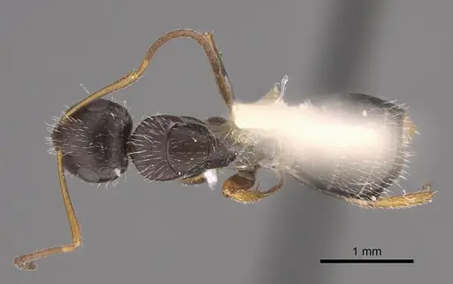 Camponotus socorroensis - CASENT0923552