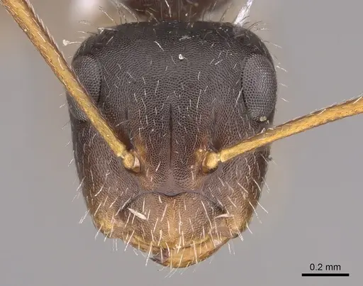 Camponotus socorroensis - CASENT0923552