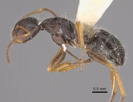 Camponotus socorroensis - CASENT0923552