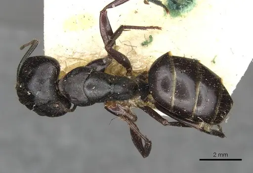 Camponotus socrates specimen