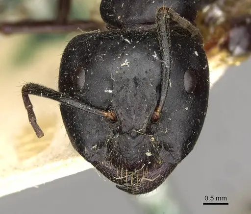 Camponotus socrates specimen