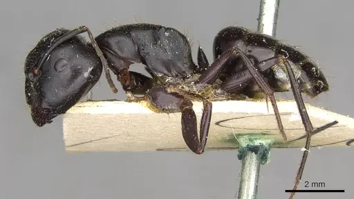 Camponotus socrates specimen