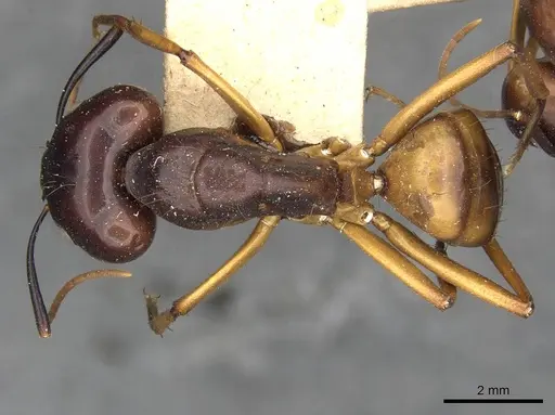 Camponotus solon specimen