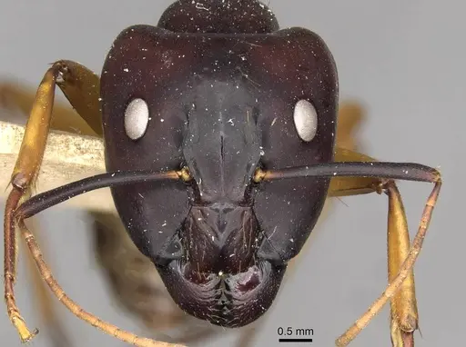 Camponotus solon specimen