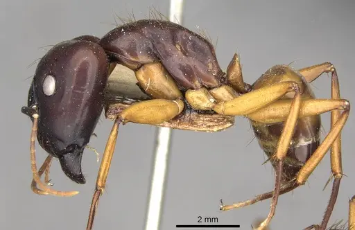Camponotus solon specimen