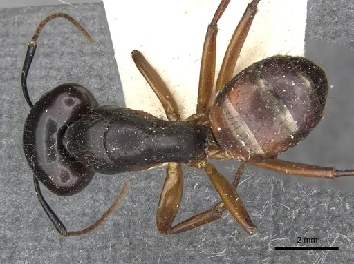 Camponotus solon - CASENT0910267