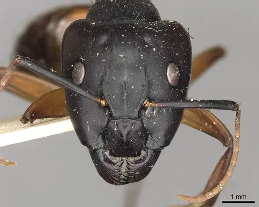 Camponotus solon - CASENT0910267