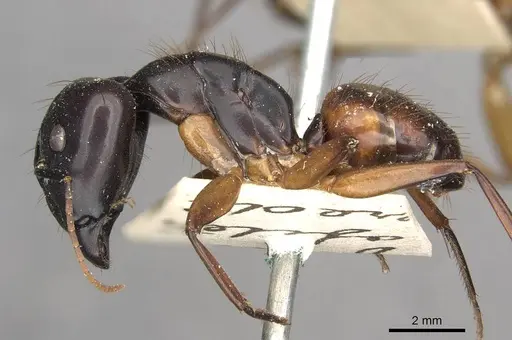 Camponotus solon - CASENT0910267
