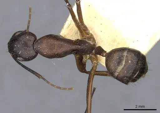 Camponotus solon - CASENT0910268