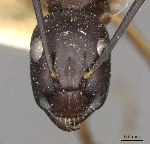 Camponotus solon - CASENT0910268