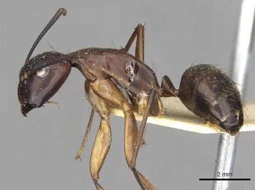 Camponotus solon - CASENT0910268