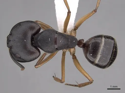 Camponotus somalinus specimen