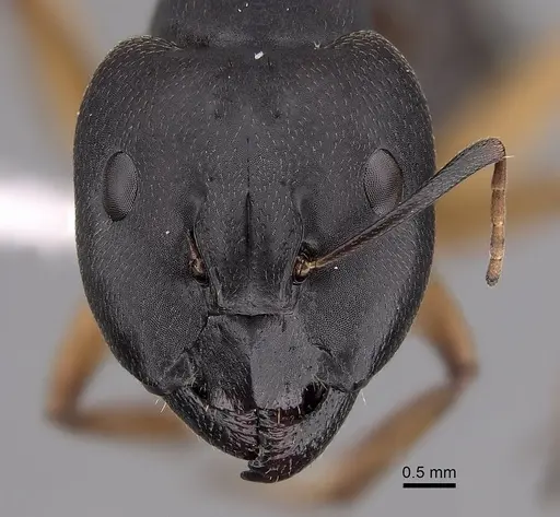 Camponotus somalinus specimen