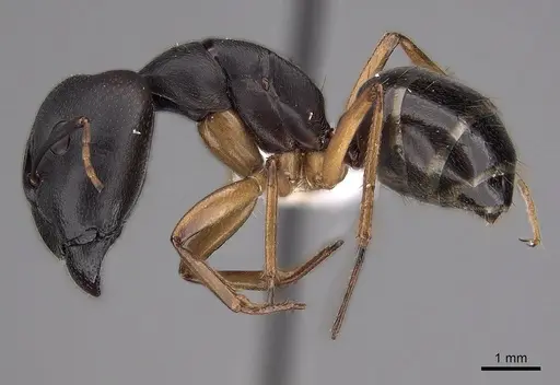 Camponotus somalinus specimen