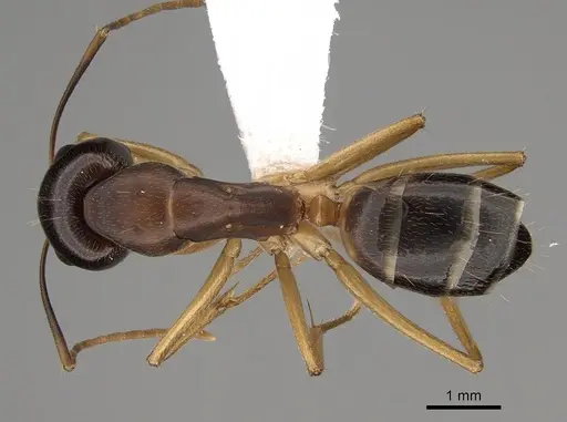 Camponotus somalinus - CASENT0280288
