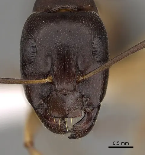 Camponotus somalinus - CASENT0280288