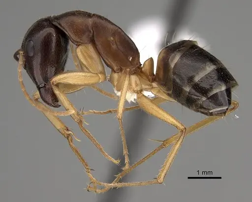 Camponotus somalinus - CASENT0280288