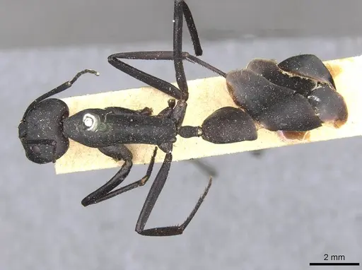 Camponotus somalinus - CASENT0910271