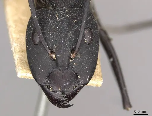 Camponotus somalinus - CASENT0910271