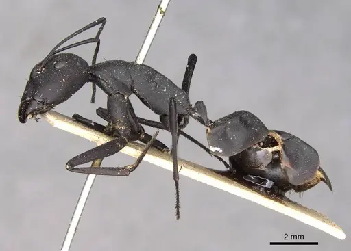 Camponotus somalinus - CASENT0910271