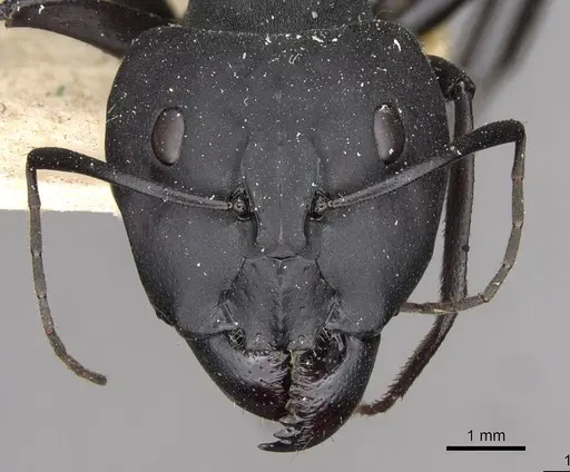 Camponotus somalinus - CASENT0910272